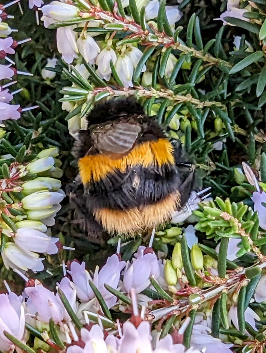 whiteally's tweet photo. Buff tailed bumblebee queen enjoying the heather in the garden today @BBCSpringwatch @UlsterWildlife #bumblebee #Spring2024 https://t.co/EC5Dbi2rnc