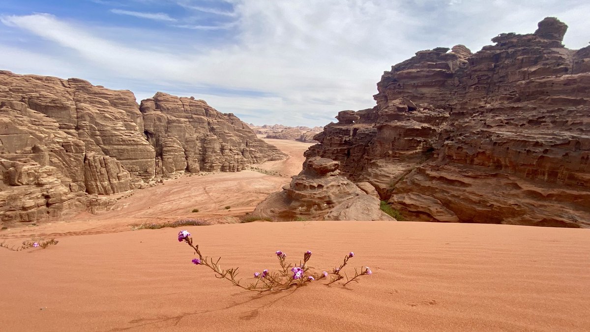 Neus Garcias-Bonet tweet media