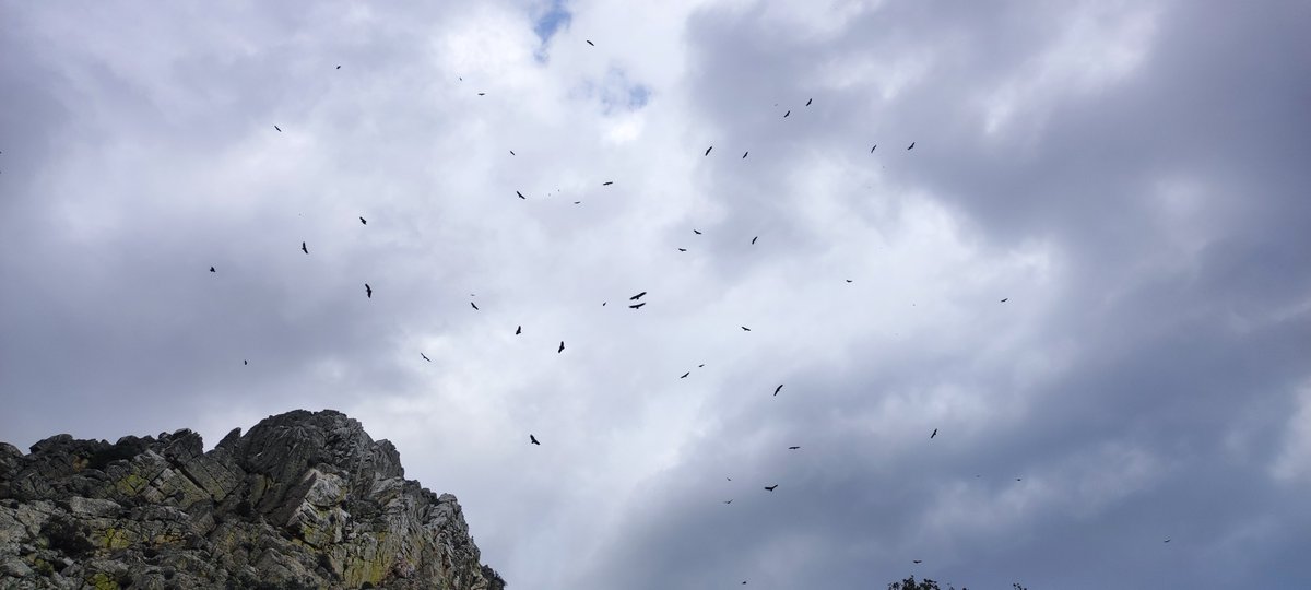 'Águilas negras' sobrevolando Monfragüe... 

#monfrague #fio #enelcampitomevoyaquedar