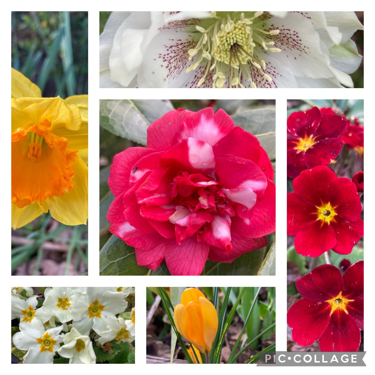 The brilliant @patmarsh back on the radio Sunday from 10 on @BBCRadioKent with your #gardening questions from 1030. Email now sunday.gardening@bbc.co.uk Meantime a joyful #sixonsaturday