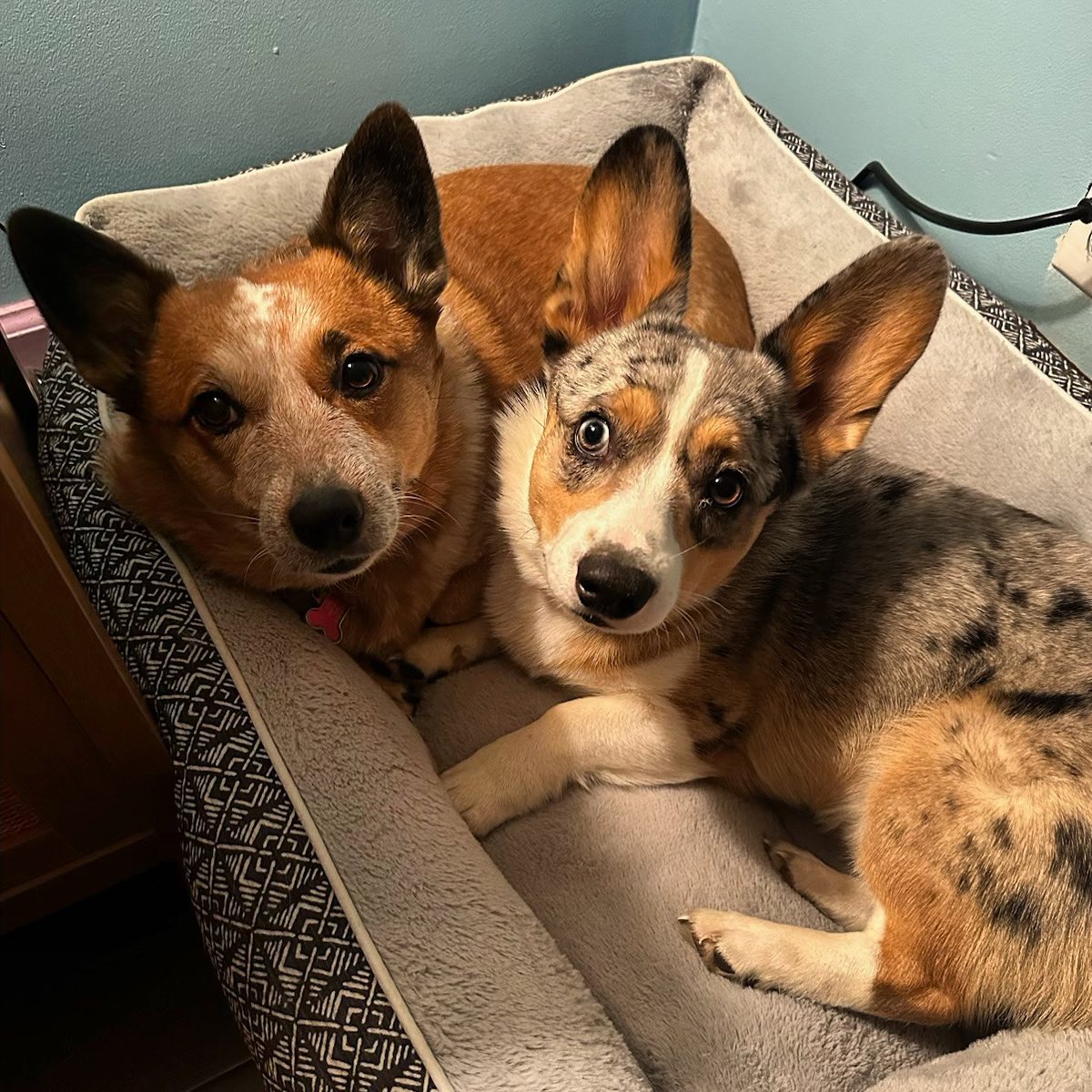 My beautiful fur babies 🐶🐶