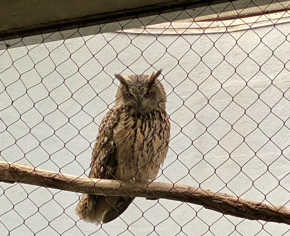 From first meeting Flaco when he stared me down at the Central Park zoo, to following his New York journey and rooting him on from across town, I’ll miss this beautiful bird so much <3