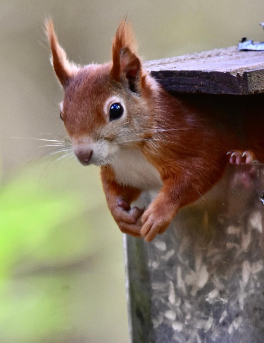 PenrhosSave's tweet photo. Diolch o galon i bawb sydd wedi tweetio neu RT am Penrhos heno. Rydym mor ddiolchgar. Mae'n rhaid i ni ennill. Pob lwc i'n merched ar ddydd Mawrth. Plis rhannwch #AchubPenrhos #SavePenrhos 

Many thanks for everyone that tweeted or RT or donated tonight. We are so grateful. We must win. Lots of luck to our ladies on Tuesday. Please keep sharing #AchubPenrhos #SavePenrhos
