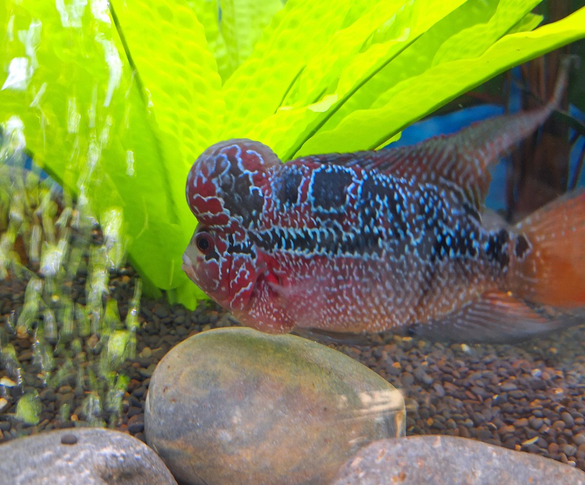 BigAlsInnes's tweet photo. Welcome to your new home! 
No name for this amazing flowerhorn, but there is an in store contest to pick it. Our list of names is Valentine, Squishy, Mr. Bubs, Thorn, Petunia, Daffodil, Blossom, Periwinkle, Sapphire, Watermelon, Meatball, Think Tank and Mr. Brain.
#flowerhorn https://t.co/4nXflhSOXH