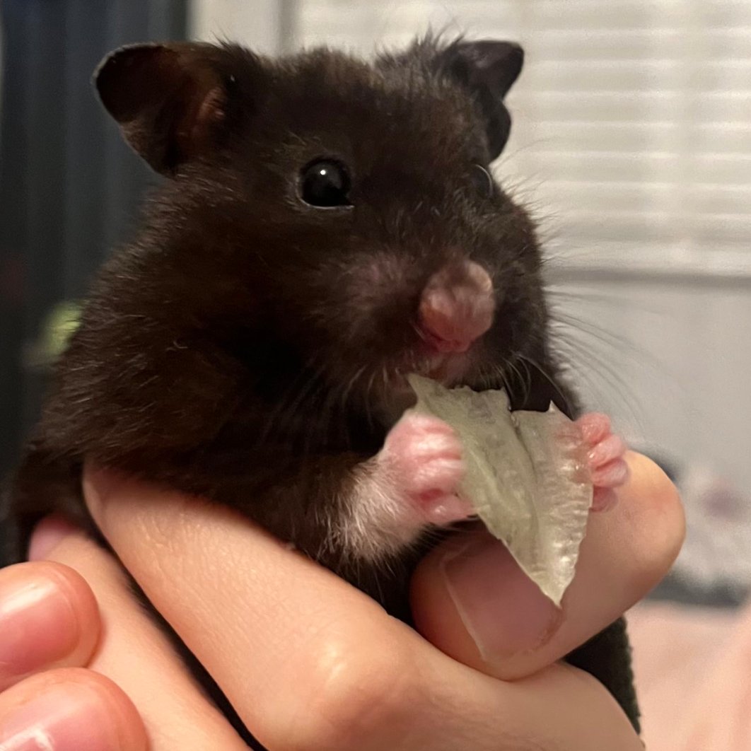 📅 26th February 2024
🐹 Mimi
🏷️ <a href="/islxguard/">Islxguard</a>
💕 #animaloftheday