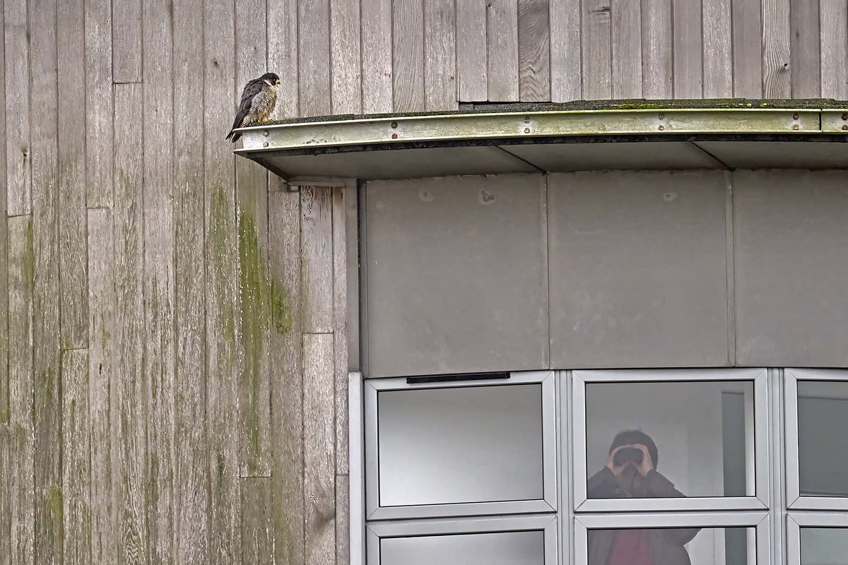 Light_Obsession's tweet image. Sometimes birdwatching can be frustrating @slimbridge_wild #GlosBirds