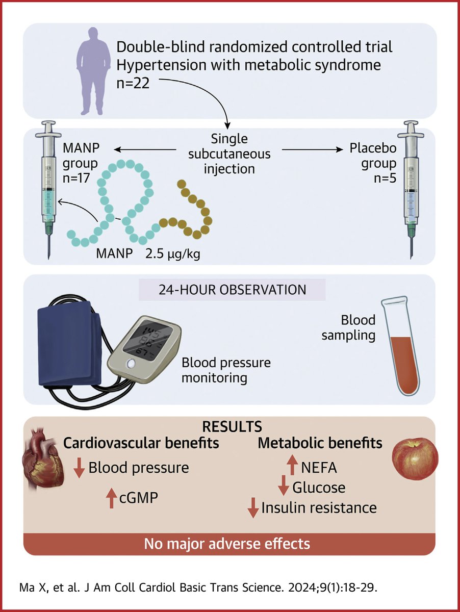 Natriuretic peptides and metabolic #hypertension: A match made in heaven? Read the editorial by Drs. Goetze & Rehfeld on the #JACCBTS study about the effects of a novel peptide drug for patients with #HTN & metabolic syndrome: bit.ly/48wY0p3 @uni_copenhagen