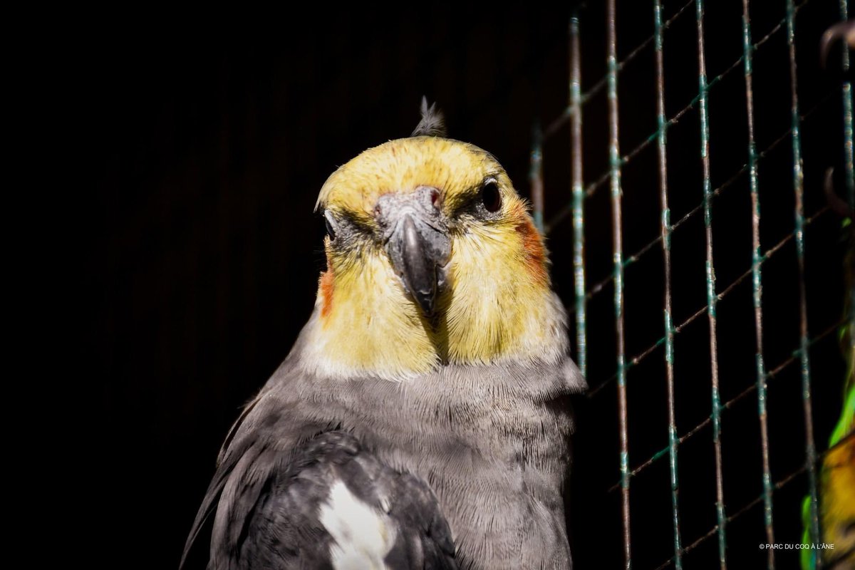 Parc Du Coq à l'Âne tweet media