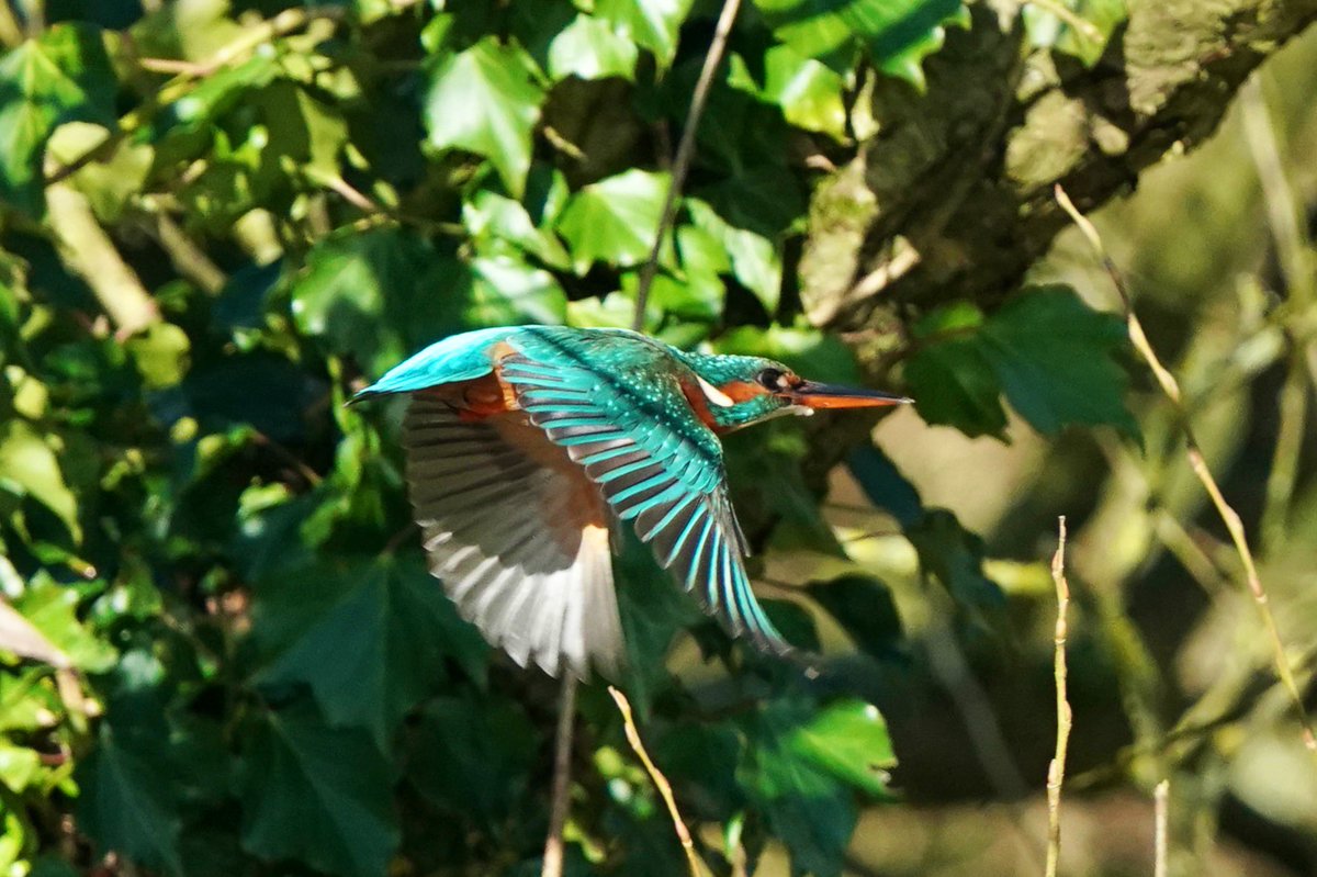 A blue bullet flying fast and low in the sunshine along the Staffordshire &amp; Worcestershire canal this morning.