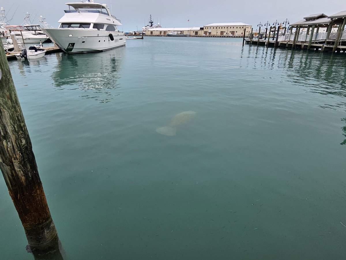 🌅 Embracing the serenity of the early mornings at the Historic Seaport Harbor Walk! Have you ever spotted a manatee gracefully gliding through these waters? Share your mesmerizing encounters with the marine world! 🐋💦 #HistoricSeaport #HarborWalk #MorningBliss