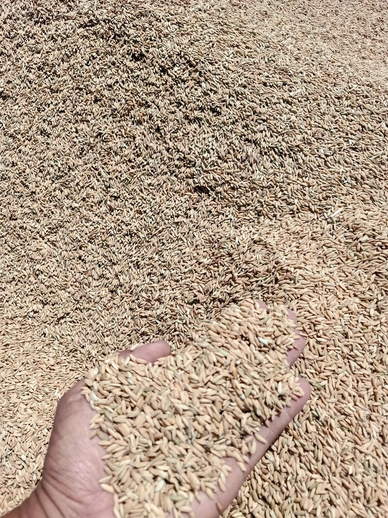 Ditingkat Petani, mereka tersenyum sumringah. Hasil panen GKP dihargai Rp. 8.000/ kg.
Tetapi di masyarakat yang membeli beras, menggelengkan kepala karena harga beras ±Rp. 17.000/ kg, namun kehidupan harus terus berjalan.