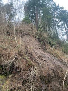 US 101 remains closed near Hoodsport, milepost 332 near Old Mill Rd. We know it's a long detour around this. Geotech crews will be on scene this morning to look at the slope above the highway. Large trees & nearby powerlines need to be checked before we can clear the road.
