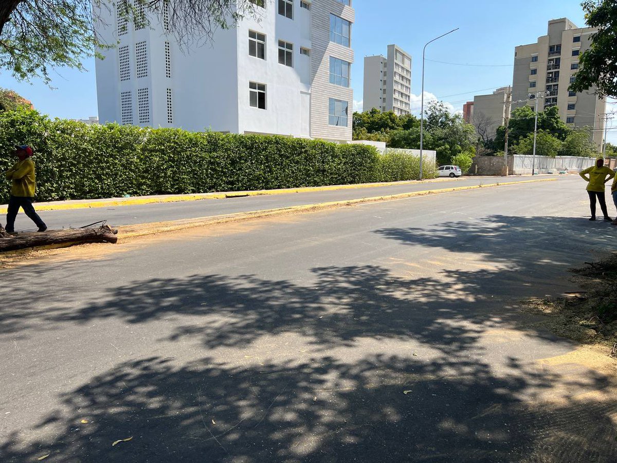 mcboalcaldia21's tweet photo. Antes | Después 

Atendida por el equipo de @imamaracaibo_ la caída de un árbol a la altura de la Plaza del Ingeniero, en la avenida Universidad. 

El reporte fue recibido a las 8:30 am; nuestros equipos rápidamente atendieron la situación y liberaron el paso vial. https://t.co/yotjc8FDCX