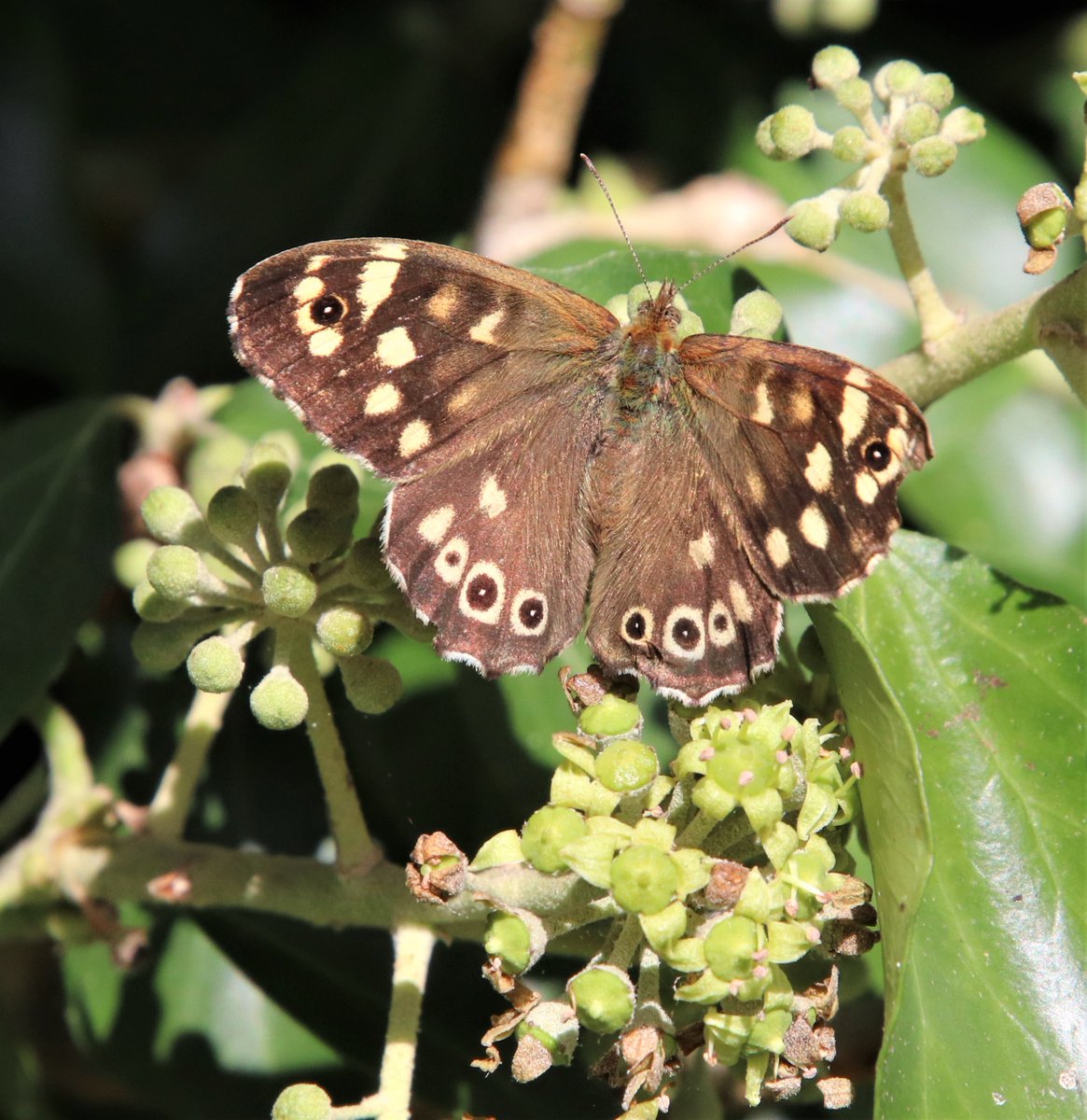 #SpeckledWoodSaturday for a #ButterflyForEveryDay
Speckled Wood on Ivy - September 23
@BeccasButterfli