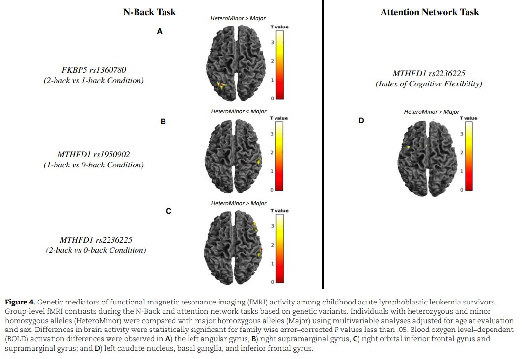 A study involving long-term acute lymphoblastic leukemia (ALL) survivors found certain genetic variants related to the folate pathway, glucocorticoid regulation, and other factors were associated with impaired attention, motor skills, memory, and more: oxford.ly/48r1lGj