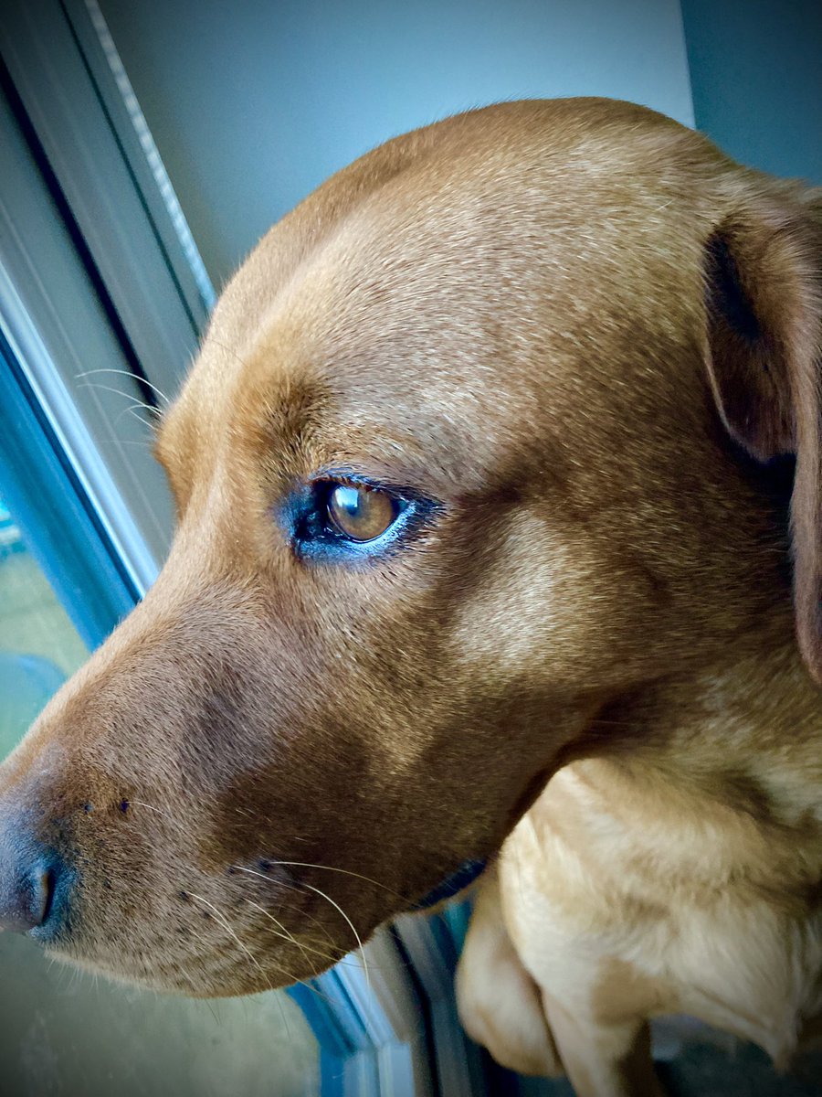 CornishSeaViews's tweet photo. Six months of you 😍 (along with complete chaos, muddy floors, chronic cheese shortages, dog hair everywhere and in everything) @DogsTrust #AdoptDontShop 🧀🐕 https://t.co/BGw7kgv1fx