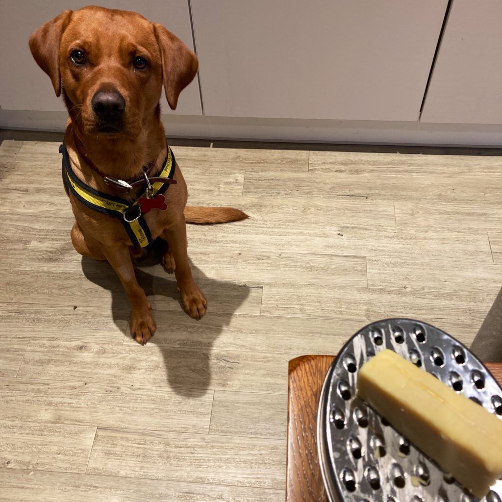 Six months of you 😍 (along with complete chaos, muddy floors, chronic cheese shortages, dog hair everywhere and in everything) <a href="/DogsTrust/">Dogs Trust 💛🐶</a> #AdoptDontShop 🧀🐕