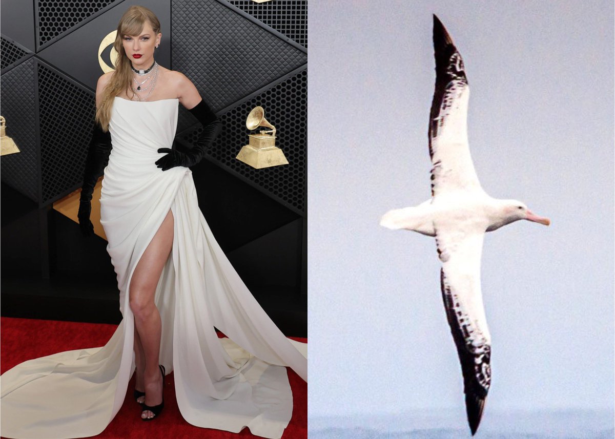 adelicate_13's tweet photo. the similarity of her grammy’s look and an albatross 👀🪶🤍 https://t.co/A4nSWYeAep