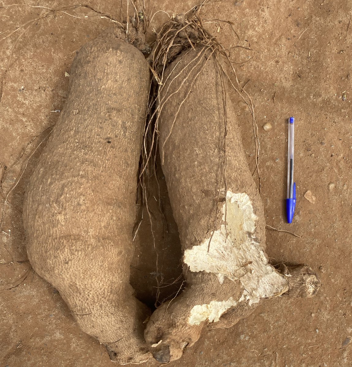 We will usually attempt to control rodents during storage, however, I am finding out that rodent attacks on yam tubers correlate strongly with the food quality. It seems the rodents do a good job selecting the best yams.