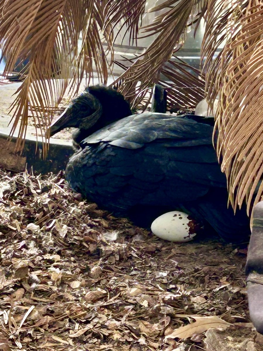 So the vulture laid two eggs at the porch on 2/19. We expect tiny vulchlettes sometime around end of March. 🖤 She's supposed to be brooding her egg in this photo, but her aim is bad, so she's just sitting next to it. Wish us all luck!