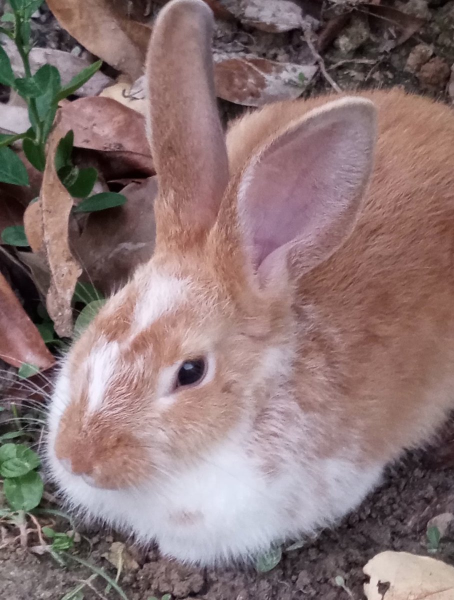 📅 25th February 2024
🐰 Coco
🏷️ <a href="/beryuin/">toutou ౨ৎ</a>
💕 #animaloftheday