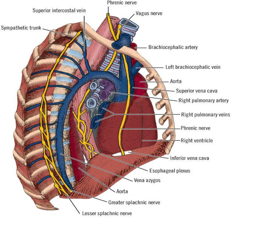 drdozellodc's tweet photo. Two Minutes of Anatomy: Phrenic Nerve
Dr Donald A Ozello DC of Championship Chiropractic
#phrenicnerve #diaphragm #breathingmuscles #anatomy #anatomyandphysiology #nerves #normalbreathing #bellybreathing #diaphragmaticbreathing https://t.co/PqLWuubYQW https://t.co/rFqA5oXnXr