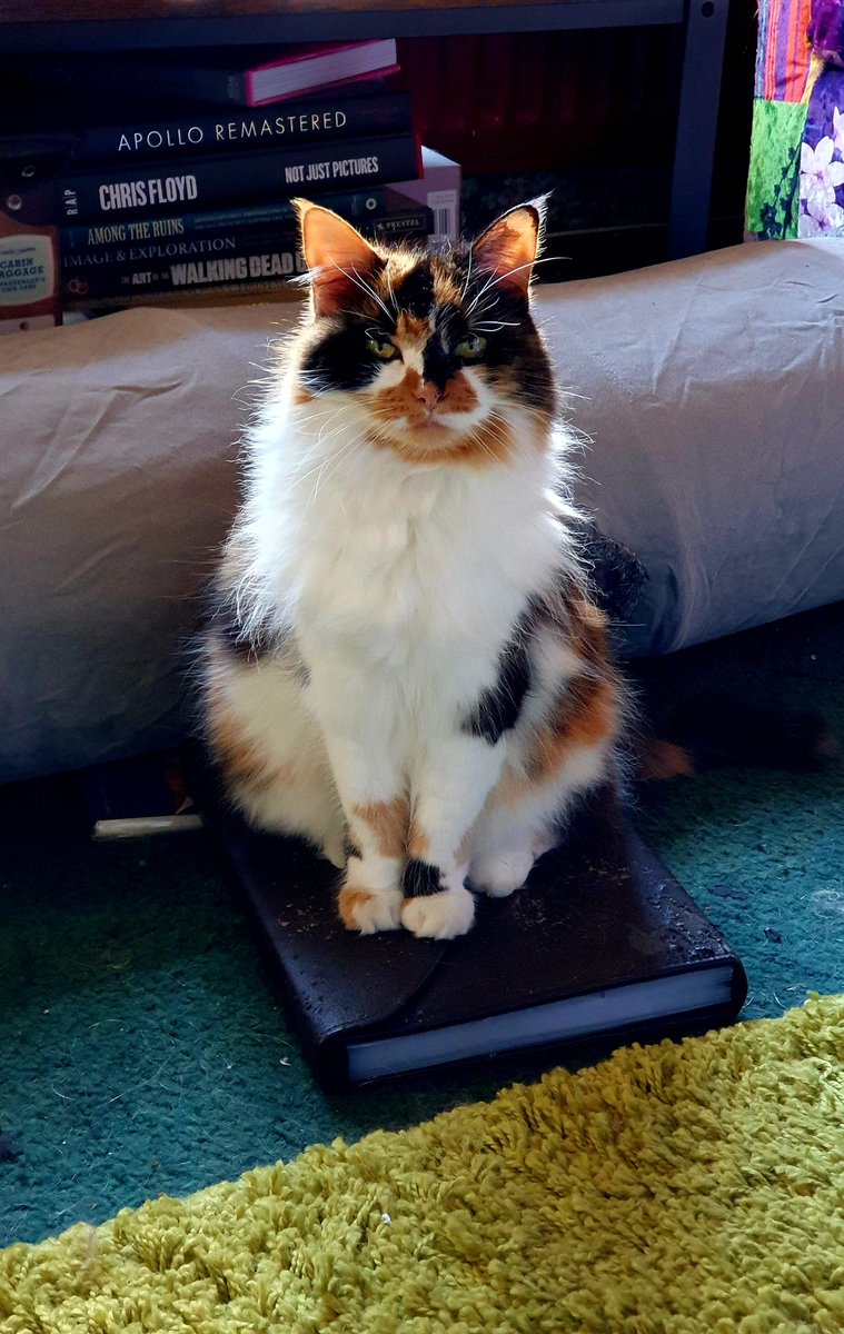 Happy #Caturday <a href="/planetpakua/">𝓖𝓪𝔂 𝓜𝓪𝓻𝓽𝓲𝓷𝓪 🕉 🐲 🐅🇺🇦 🚀🧑‍🚀</a> <a href="/TiffyLaw3/">𝓣𝓲𝓯𝓯𝔂</a> <a href="/kat3796/">Saint Kat & Gibbs 🇬🇧 🇺🇦</a> <a href="/littlekatmom/">Marsha😻</a> <a href="/KierstenWarren/">Kiersten Warren</a> <a href="/BlaineRincon/">Blaine Rincon</a> <a href="/Miss_1999/">Christy Rach</a> 
#Claimed