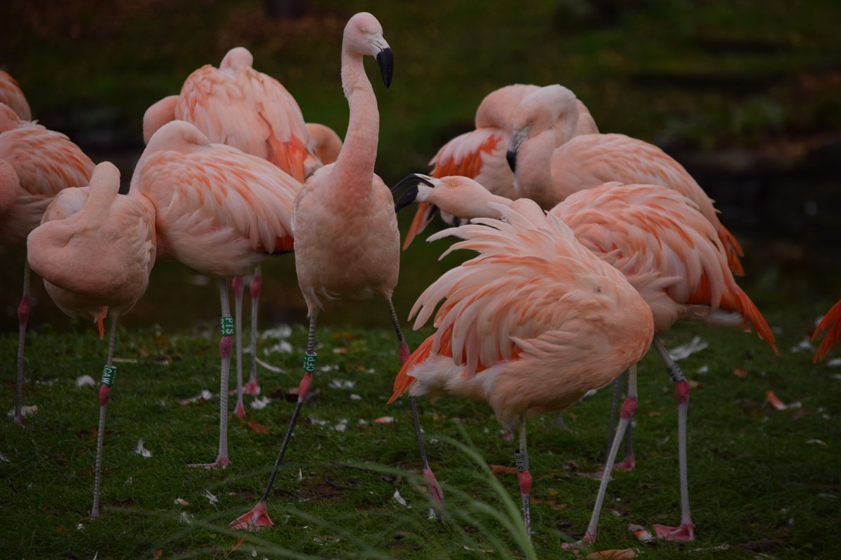 WelshMountainZo's tweet photo. Did you know that a group of flamingos is called a β¨Flamboyanceβ¨
Now you do π¦©π¦©π¦©π¦©π¦©
πΈ: Matt Rimmer
#SupportingConservation #WelshMountainZoo #NationalZooOfWales #Eryri360 #TenTop #Flamingo #Photography #Wildlife Photography https://t.co/91hc3bYNZb