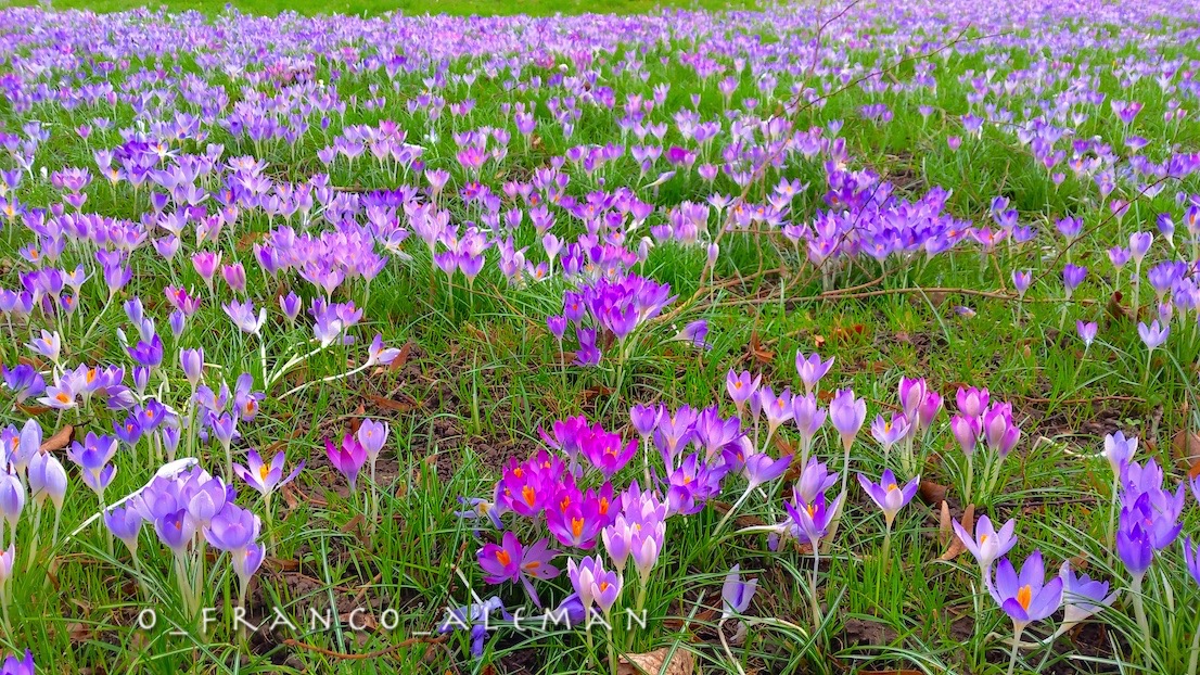 je suis ici pour vous 🌸 #nature #naturephotography #spring #printemps #primavera #Frühling #crocus #flowers