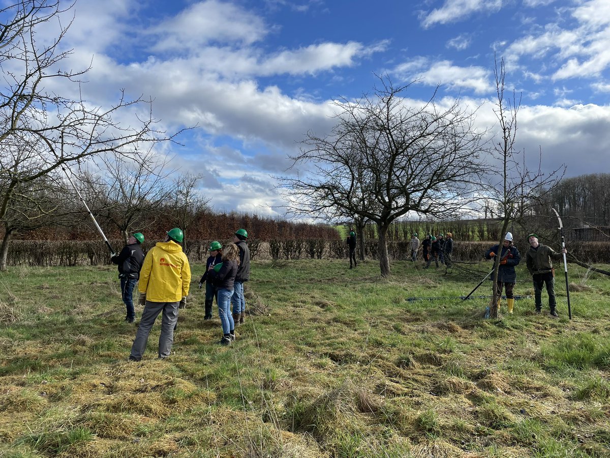 Vandaag les 2 snoeicursus #hoogstam voor beginners: Oude Bomen, ochtend theorie, middag praktijk in prachtige boomgaard #wiegelraderhof. Snoeien is ook spreken in metaforen: "het gaat r niet om wat je snoeit, het gaat r om wat je ruimte geeft" #landschapsbeheer <a href="/Limb_Landschap/">Het Limburgs Landschap</a>