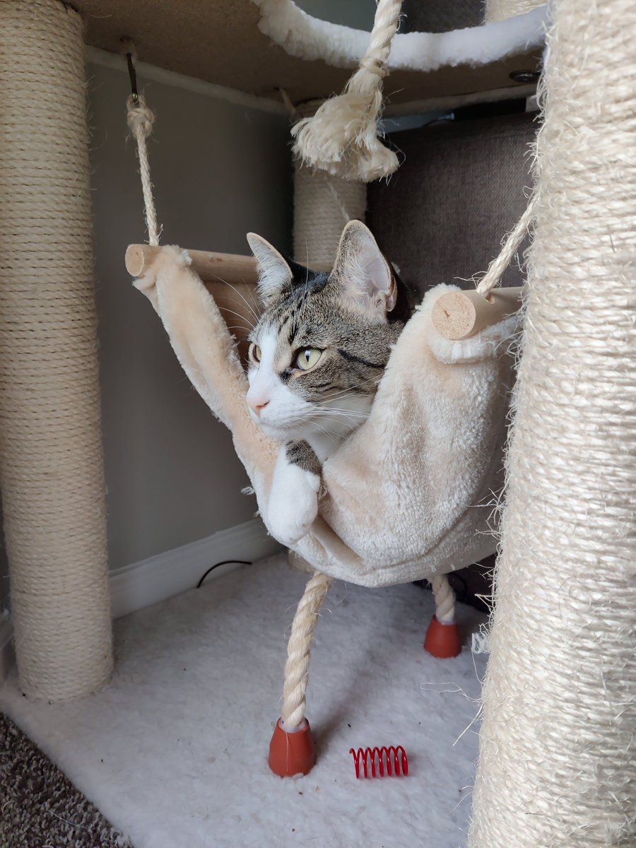 SwitchBackMongo's tweet image. Currently lacing up my minecraft pumas to start a new stream project 😏 I'll be live in a bit
twitch.tv/switchbackmongo 

Also heres a free stinky