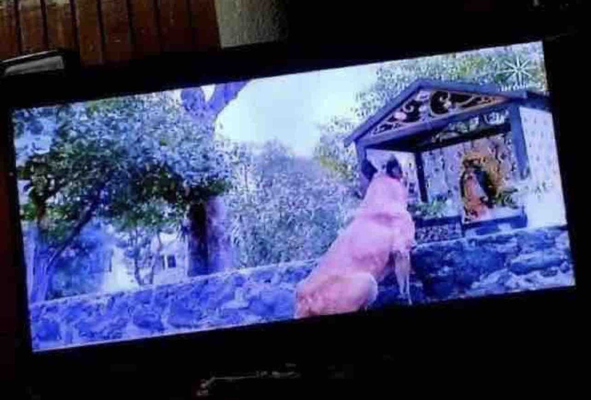 Guarromantico_'s tweet image. Yo: La rosa de Guadalue ya no puede sorprenderme.
La rosa de Guadalupe: *Un perro es el que pide el milagro en el capítulo*