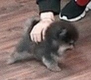 velinekafka's tweet photo. Physical chest pain is all i can feel 😭 https://t.co/0p3gBXbN62