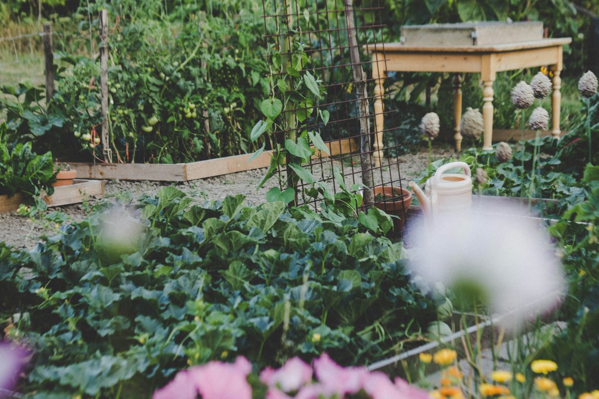 grangettos's tweet photo. Ready for a veggie adventure? Create a homegrown haven with a vegetable garden bursting with flavors. Cultivate your own fresh goodness and nourish your connection to nature. 🥕🍅 
#grangettos #grangettosfarmandgarden #sandiego #encinitas #escondido #fallbrook https://t.co/jb2S9iayn8