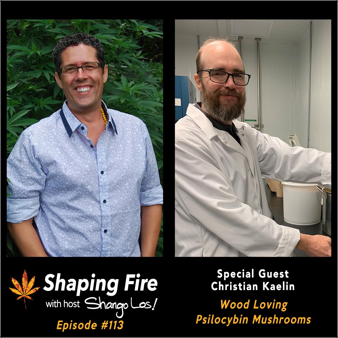 ShapingFire's tweet image. Episode 113 of Shaping Fire. Host @ShangoLos talks with mycologist Christian Kaelin about the attributes of wood-loving hallucinogenic mushrooms, how to find and wildcraft them, and how to build your own inoculated hardwood chip beds to cultivate them outdoors at home.