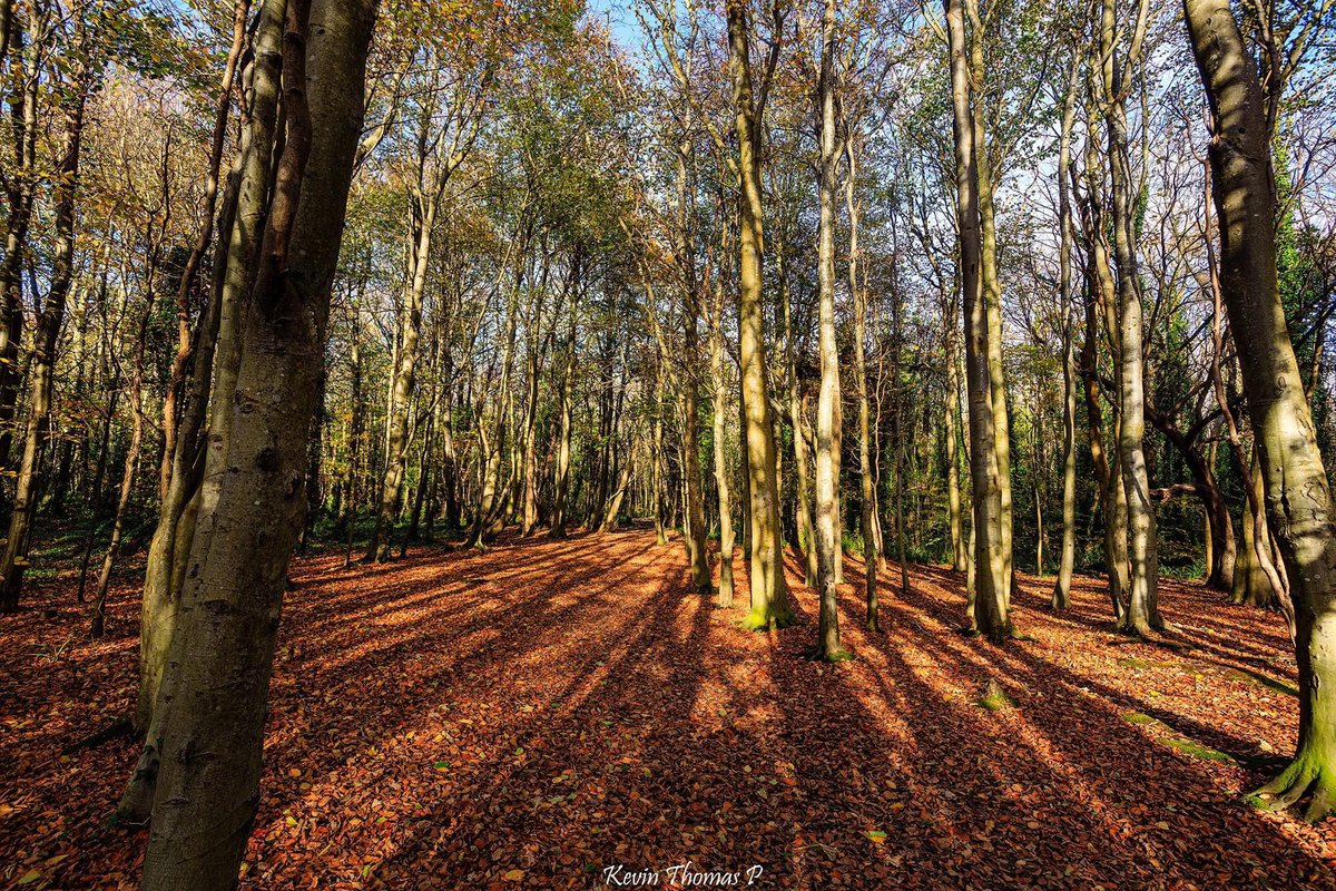 PenrhosSave's tweet photo. cabins parking entertainment centre or tranquil woodland #achubPenrhos #savePenrhos #LadiesofPenrhos https://t.co/v2CvOUXd9L