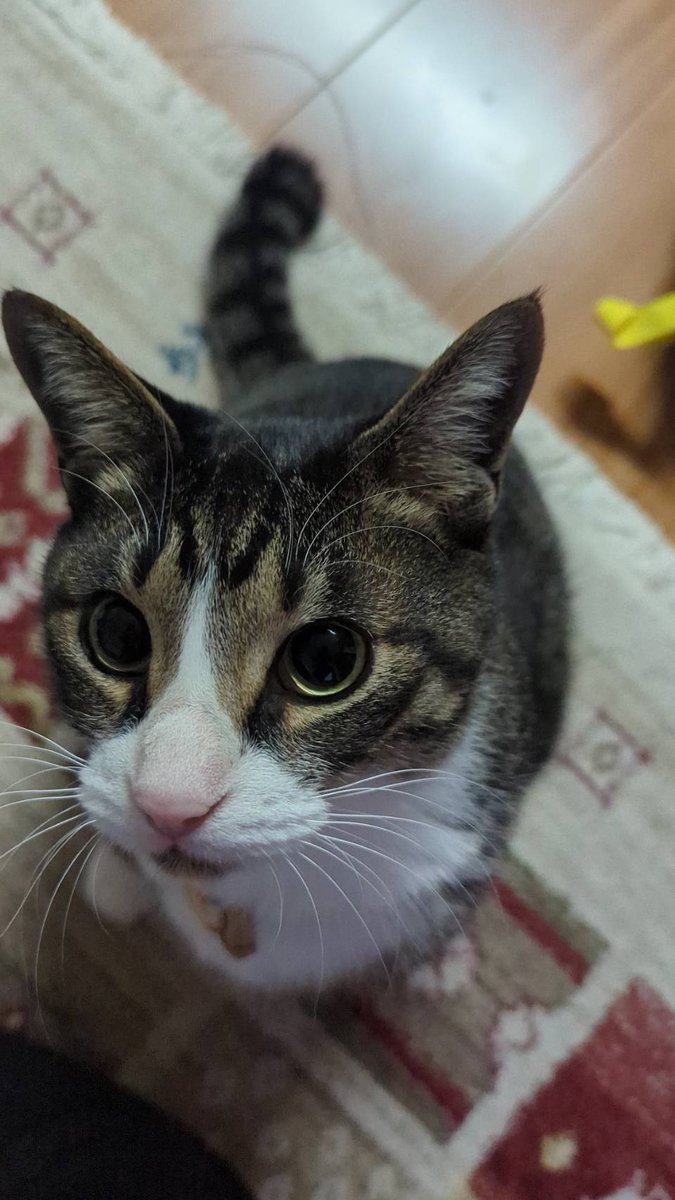 admit056's tweet photo. 猫が増えたよ https://t.co/N2XxPa9sMj