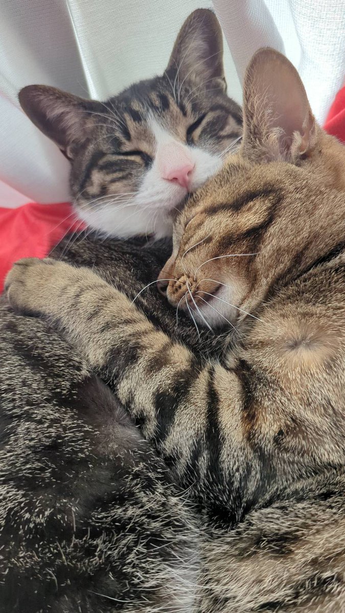 admit056's tweet photo. 猫が増えたよ https://t.co/N2XxPa9sMj
