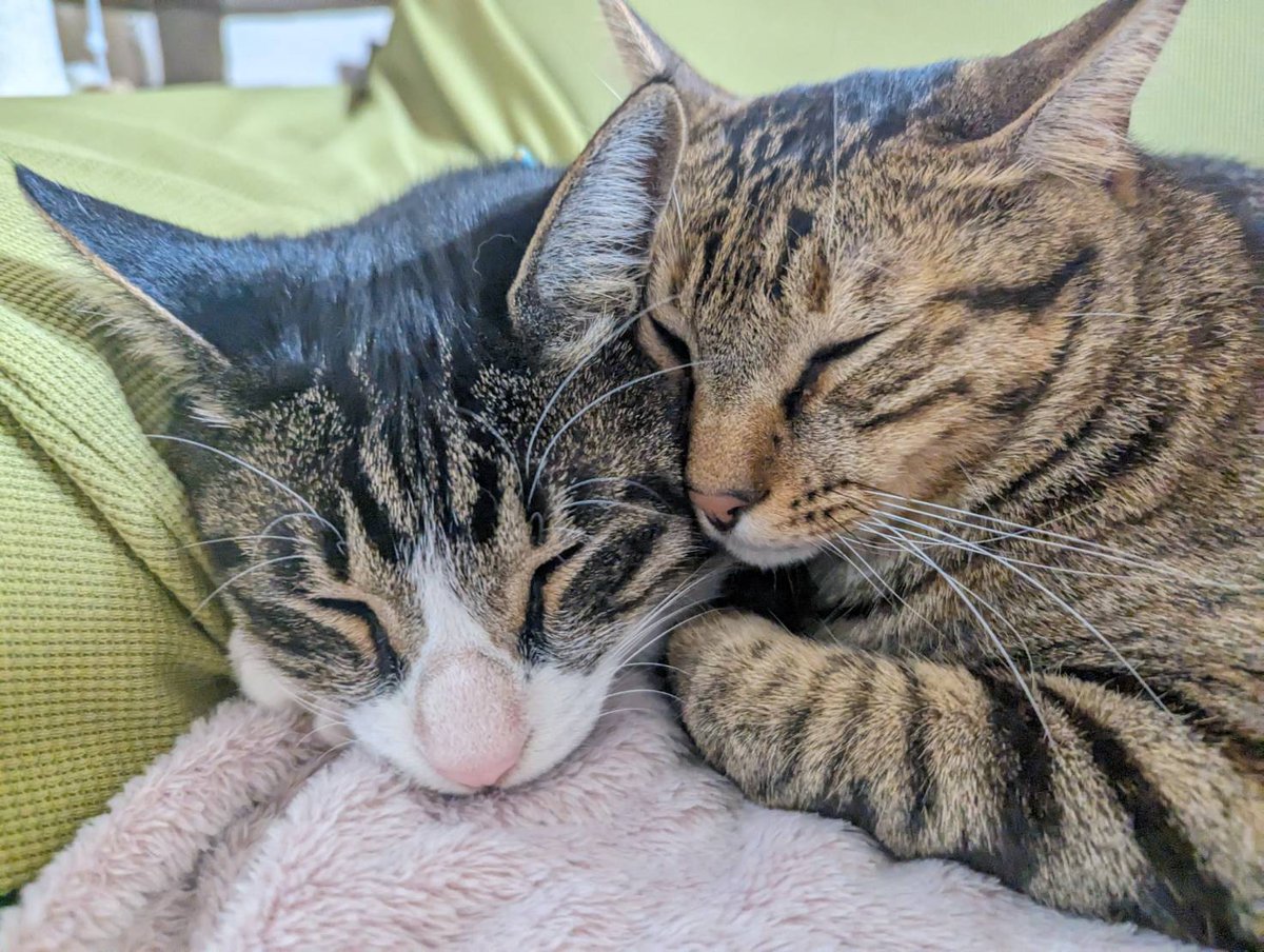 admit056's tweet photo. 猫が増えたよ https://t.co/N2XxPa9sMj