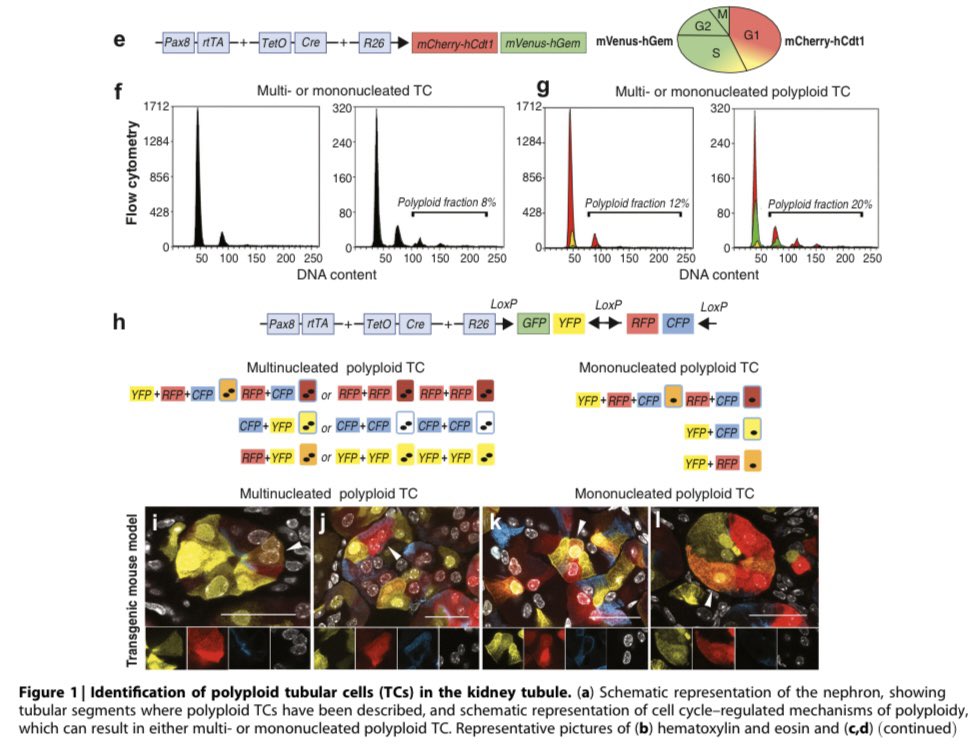 In the kidney polyploid cells are frequently mononucleated. If only DNA content is measured they can be mistaken as G2/M cells. With cycle markers such as PCNA or Ki67 they may seem proliferating cells. Particular techniques are needed to detect them doi.org/10.1016/j.kint…