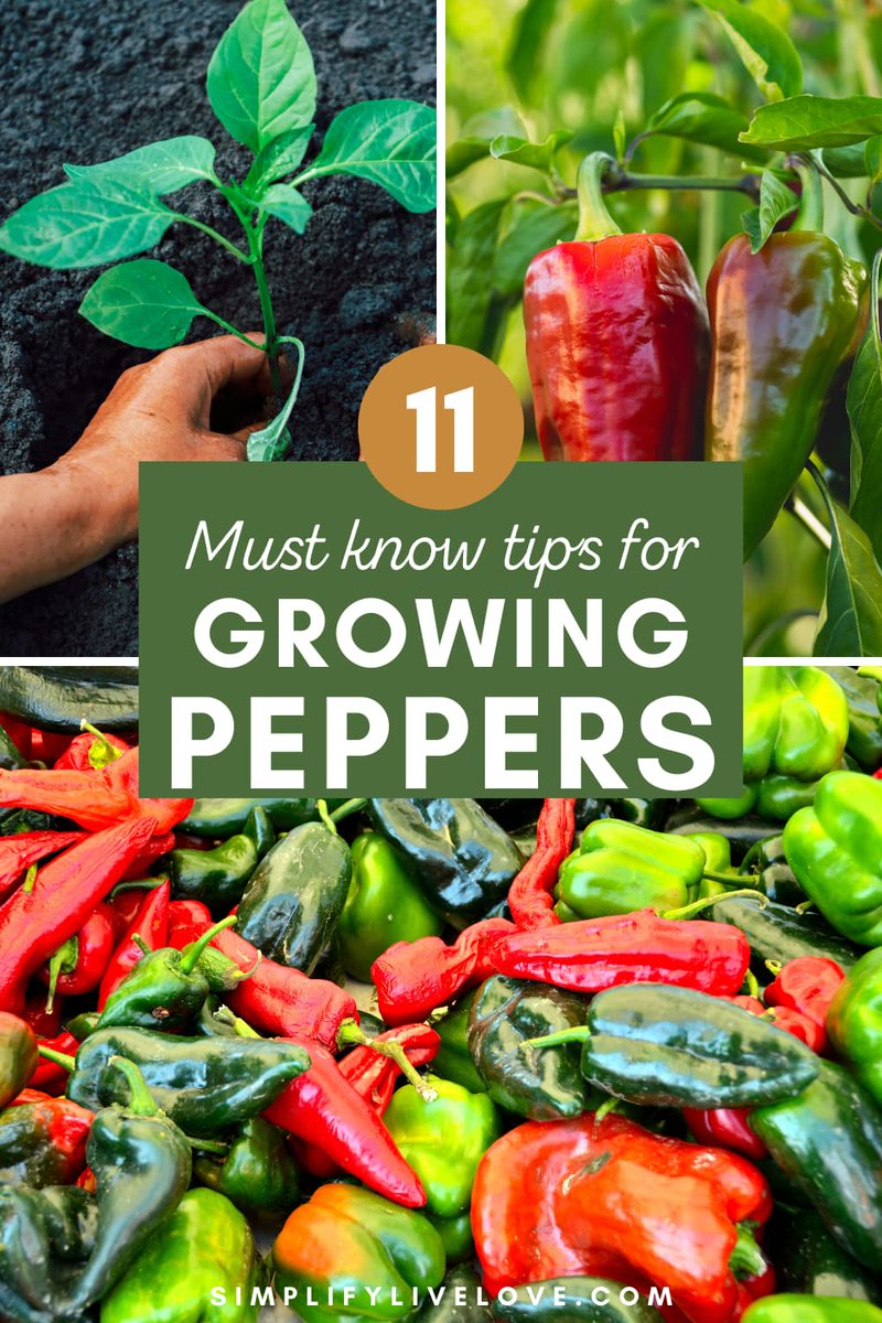How to Grow Peppers from Seed to Harvest simplifylivelove.com/how-to-grow-pe…