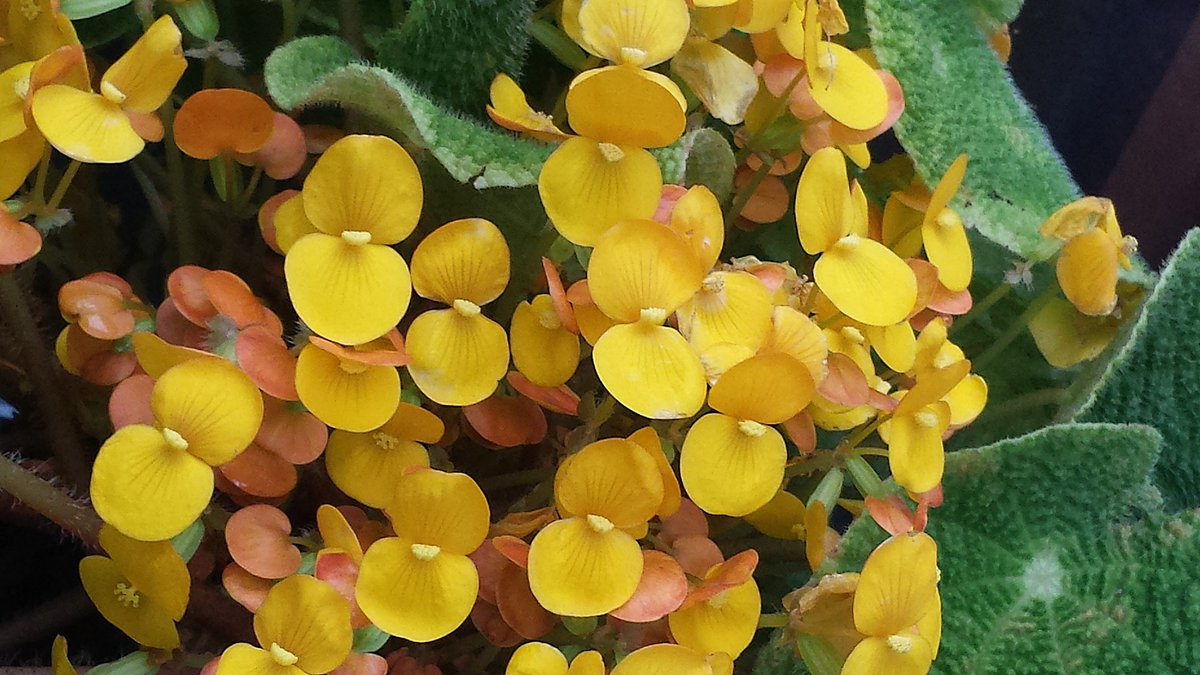 cltr's tweet image. Admirable Bégonia (Begonia staudtii, Begoniaceae) : fleurs éblouissantes et feuilles ciliées. Photo prise au Jardin botanique de Montréal, affichée dans l’album Plantes africaines :    
monde.ccdmd.qc.ca/ressource/?id=…    
#photo #photographie #photography #Afrique
