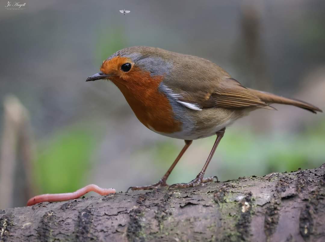 The Robin worm & fly... which one got away? @CanonUKandIE @TheParksTrust #theparkstrust #scenesfrommk #robin