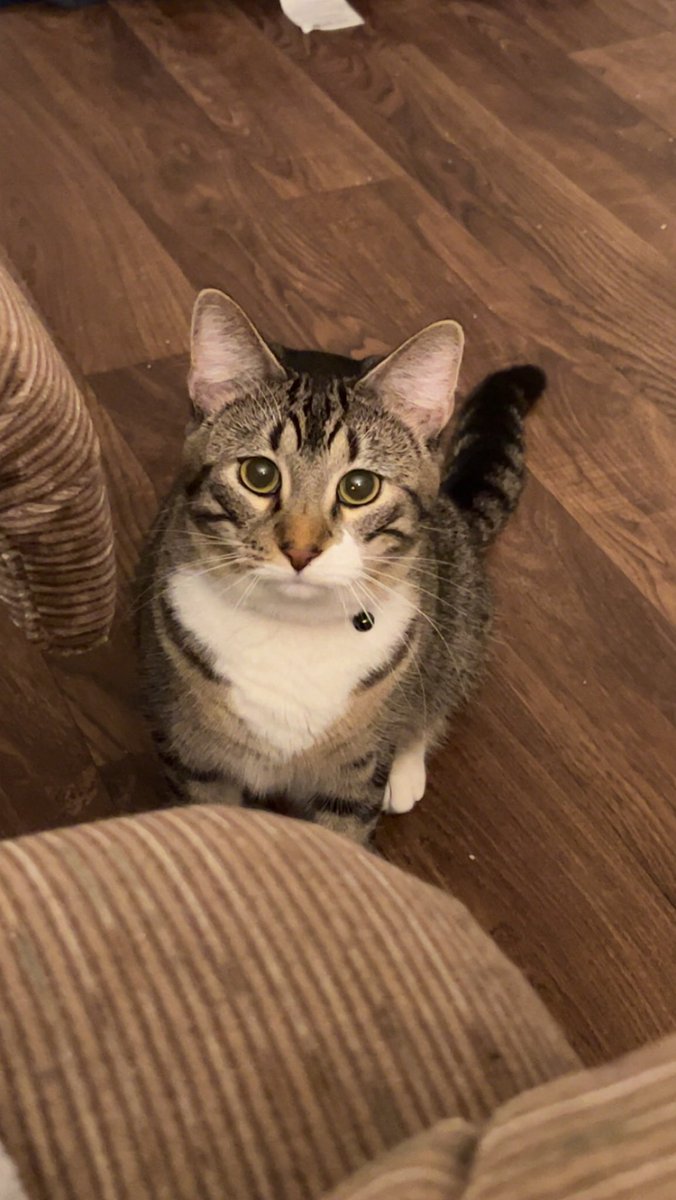 Hello new followers. This is Lucky. He’ll be 2 in May. He’s my pride and joy and I do dress him up for Chiefs games. I’m looking for jerseys for Royals games and Ducks games. Regardless, I post a lot about him. He’s my best friend.