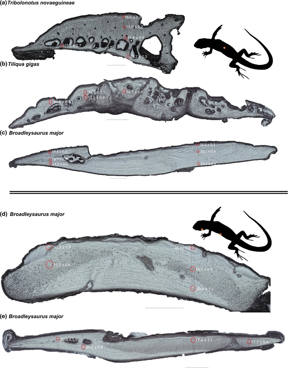 New study unveils the fascinating diversity of osteoderms in lizards! 🦎 CT scanning &amp; nanoindentation reveal unique structures across species, shedding light on their protective role and evolutionary significance.
New study by Anastasiia Maliuk et al.: doi.org/10.1002/ar.254…
