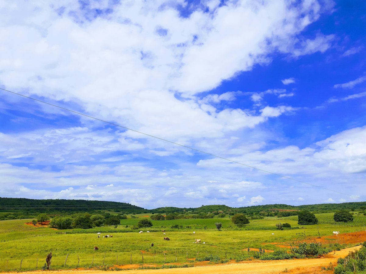 thescoborges's tweet image. A caatinga se transforma no período chuvoso.

#Sertão #Caatinga #Nordeste #Piaui #NaturePhotography #Photography #photographer