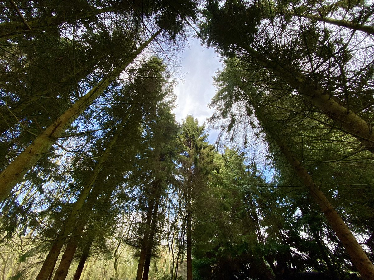 Ankle is on the mend finally so I was able to spend some time today exploring Forest School and taking pictures of the "ceilings" in various outdoor classrooms <a href="/PipersCornerSch/">Pipers Corner School</a>