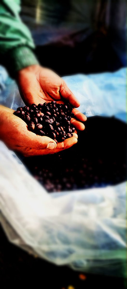 MariangelaArGa's tweet photo. Un emprendimiento hecho con amor dedicación y mucha constancia. Un delicioso café @CoffeeVasher donde se persiven los sabores y olores del campo.
Porque no visitar y compartir un delicioso café en la vereda Vallecitos. @jmojicaflorez @susanamuhamad https://t.co/6oTgc3sgWm