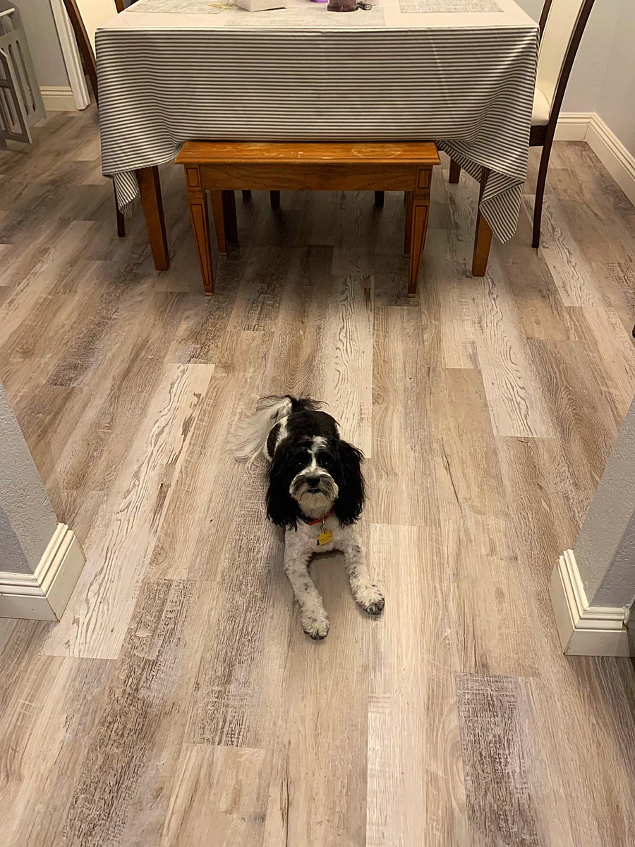 Looking fine af if I may say #bandit #lawless #dogsoftwitter #dogs