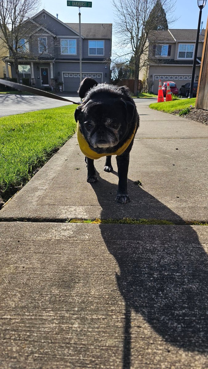 _DogWalker_'s tweet photo. I got the honor of walking Suzy this week. Thank the Lord above 🙏🙏🙏❤️ https://t.co/uO86rmxMvv